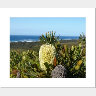 Banksia Posters and Art